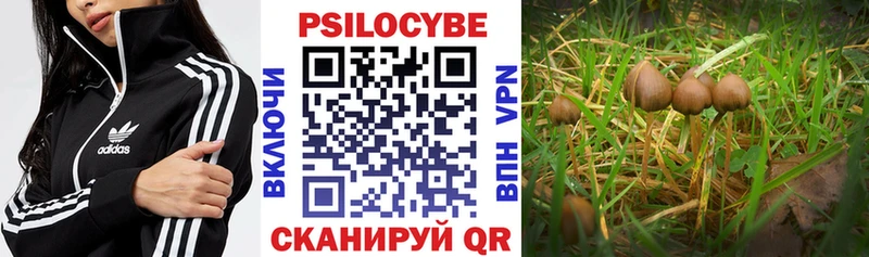закладки  Десногорск  Галлюциногенные грибы GOLDEN TEACHER 